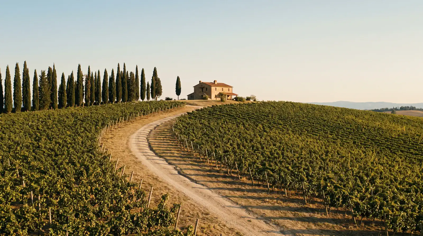 Rolling Tuscan vineyard hills with cypress trees at golden hour