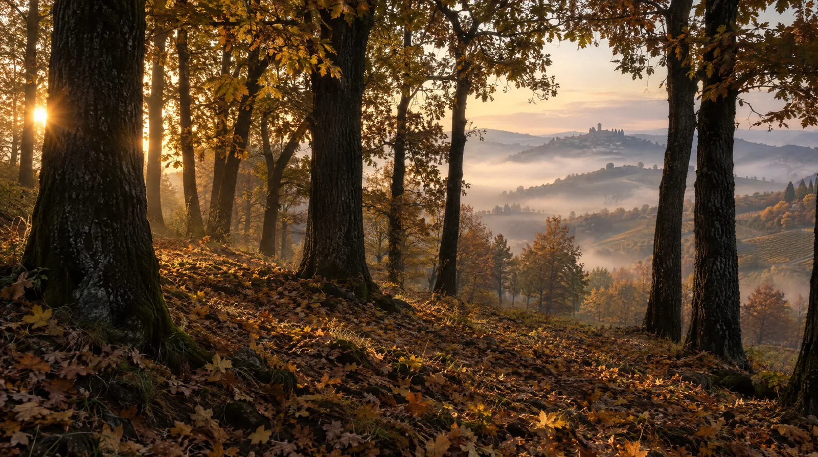 A misty autumn oak woodland in the Langhe hills of Piedmont at dawn