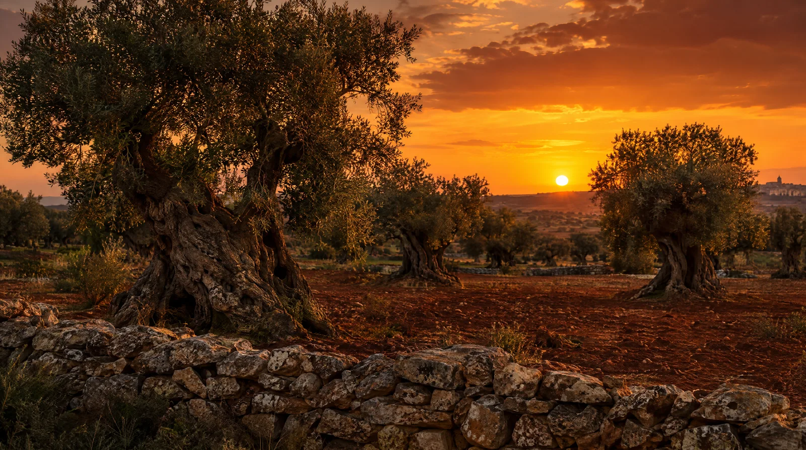 Gnarled centuries-old olive trees in red earth in Puglia at sunset