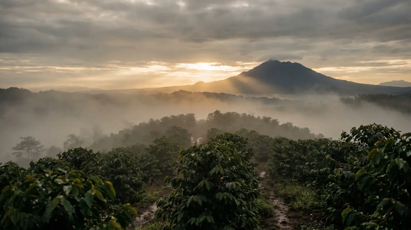 Mist rolling over Sumatran coffee gardens beneath a volcanic mountain at dawn