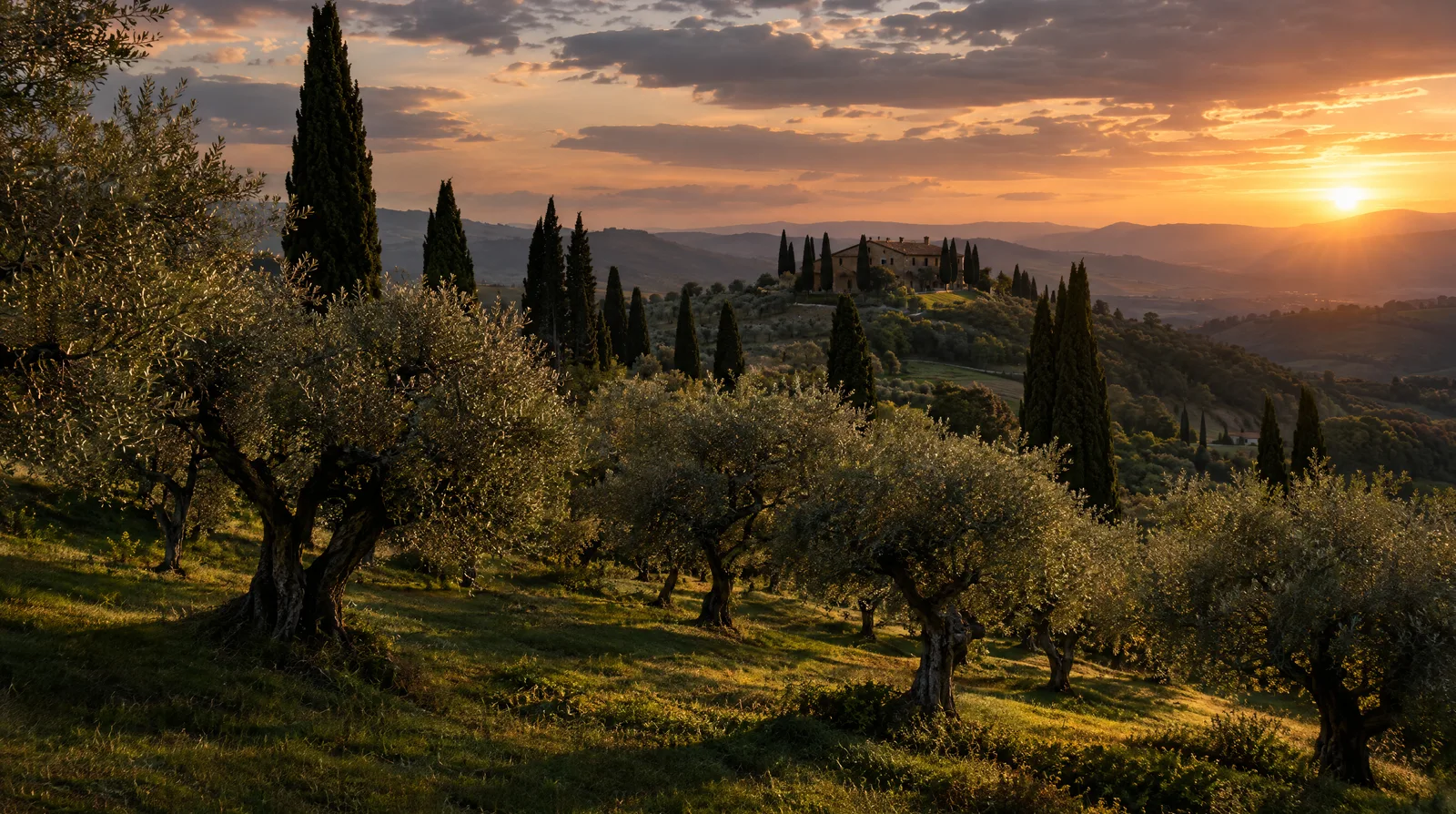 An ancient silver-leaved olive grove on a Tuscan hillside with cypress trees at golden hour